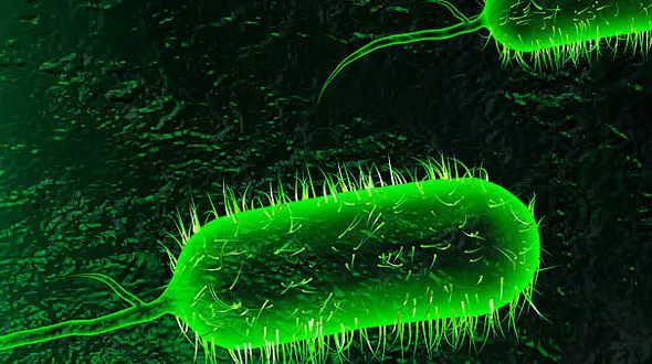 ساخت اپلیکیشنی حیرت انگیز برای تشخیص سریع بیماری وبا