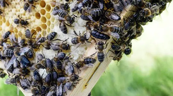  پیش بینی تولید 86 هزار تن عسل در سال جاری/ هر کیلو ژل رویال پنج میلیون تومان