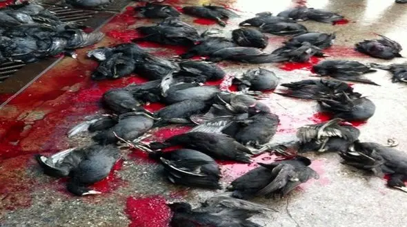 دلخراش ترین عکس ها و فیلم از فاجعه حیات وحش در شمال ایران + عکس و فیلم