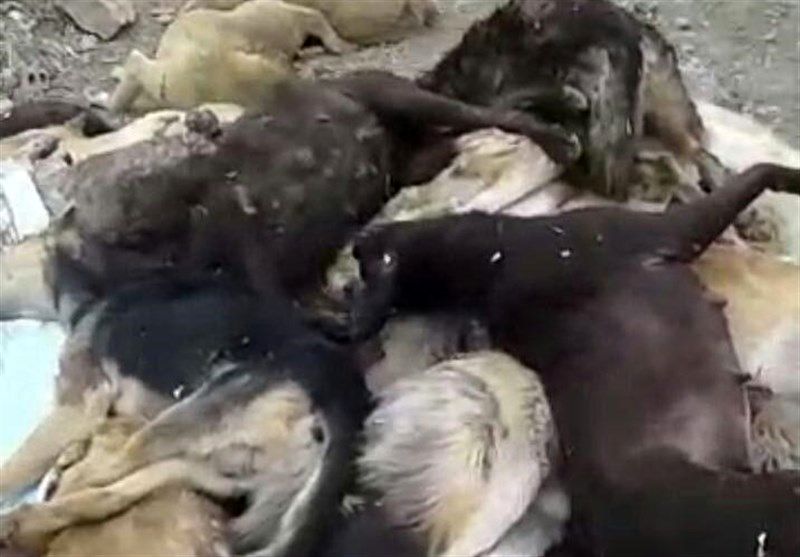 کشتار بی‌رحمانه 20 سگ‌ با تفنگ ساچمه‌ای در اشتهارد عکس