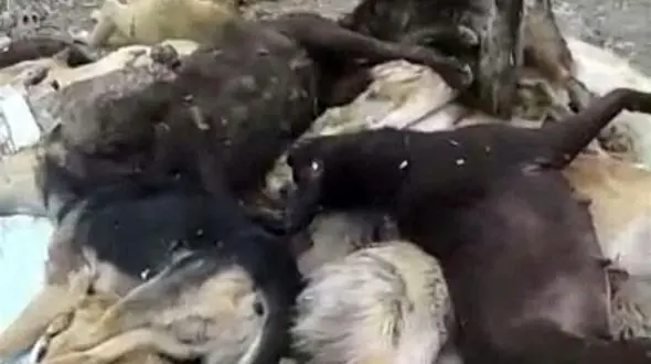  کشتار بی‌رحمانه 20 سگ‌ با تفنگ ساچمه‌ای در اشتهارد + عکس