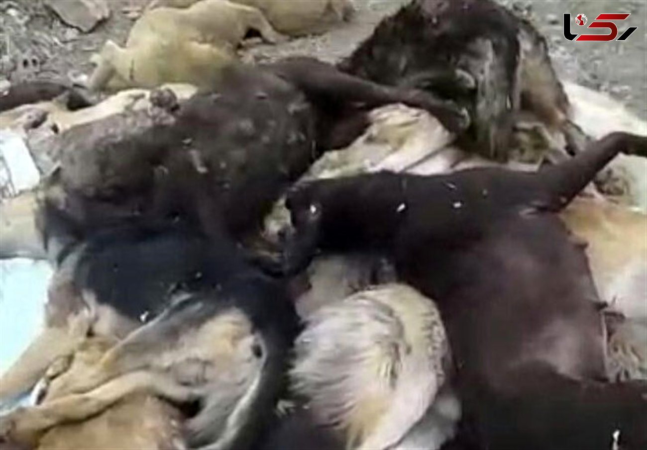  کشتار بی‌رحمانه 20 سگ‌ با تفنگ ساچمه‌ای در اشتهارد + عکس