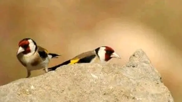 زیباترین گنجشک ایران را ببینید + فیلم