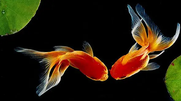 چگونه ماهی قرمز بیمار را بشناسیم؟