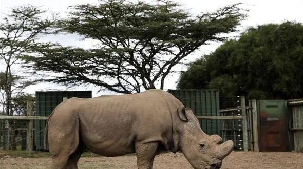 آیا کرگدن سفید محکوم به انقراض است؟