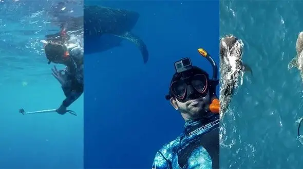 غواصی شاهزاده دوبی با کوسه ها + عکس