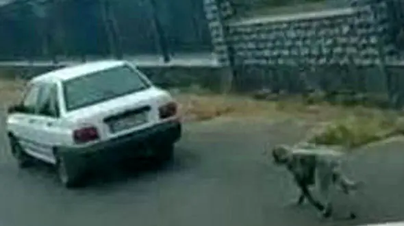 مرد سگ آزار در بابل مجازات می شود