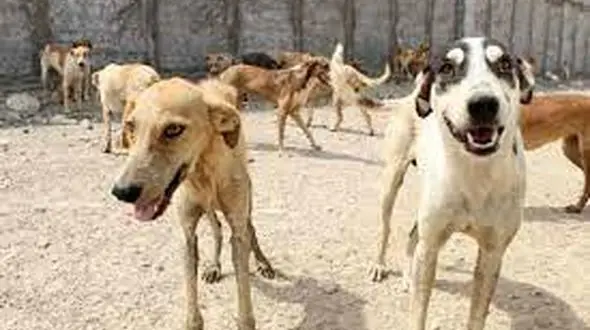 جمع آوری بیش از 400 سگ ولگرد در قرچک