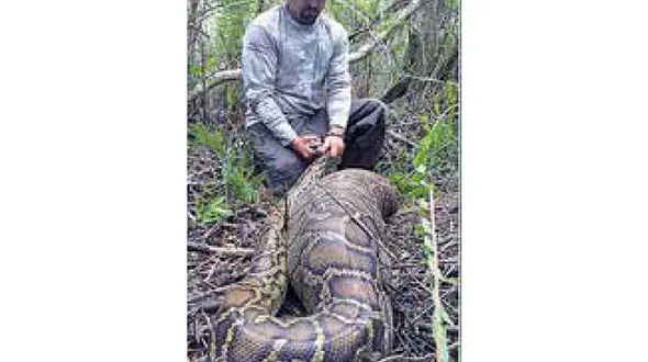 مار پیتون گوزنی را بلعید + عکس