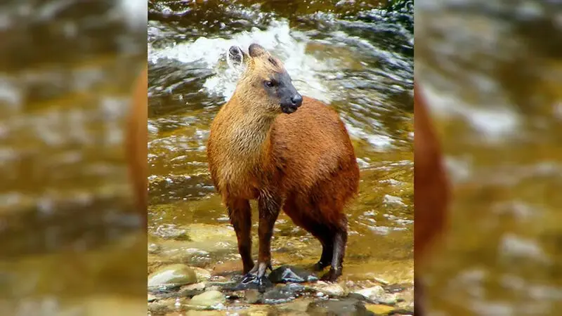 pudella-carlae-dwarf-deer-peru