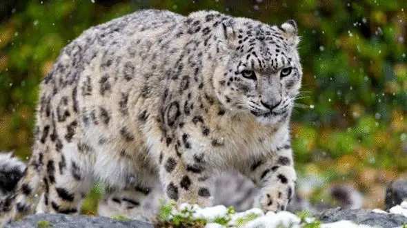 گوساله خوش شانس از مرگ نجات یافت + فیلم