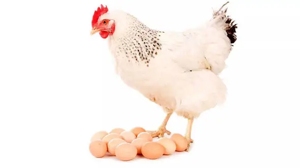 اول مرغ بوده یا تخم مرغ؟ / دانشمندان بالاخره پاسخ این سوال را پیدا کردند!