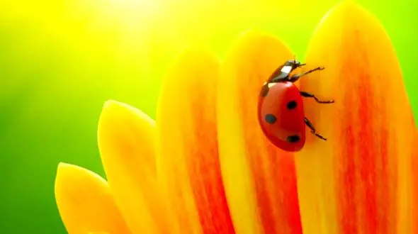 کفشدوزک ها حشراتی خوش یمن و بامزه