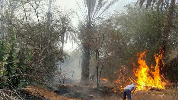 650 نخل در میناب سوخت + عکس 