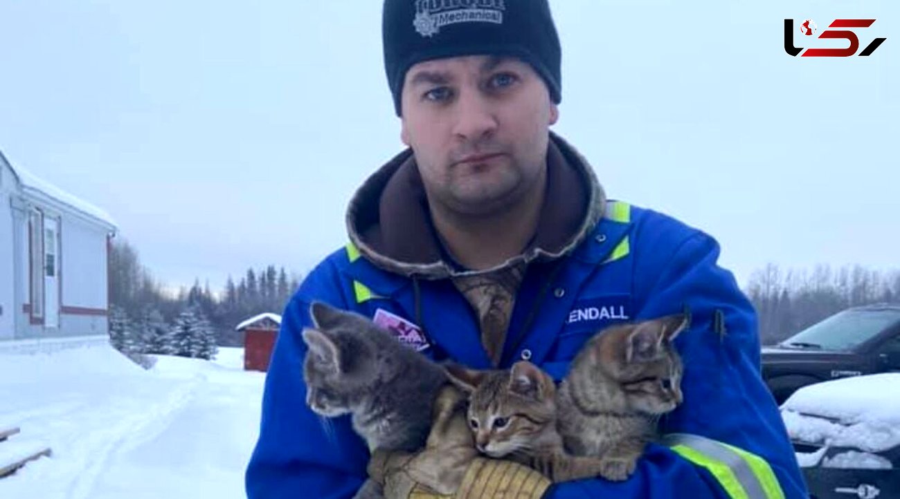 نجات سه بچه گربه از برف های یخ زده + فیلم