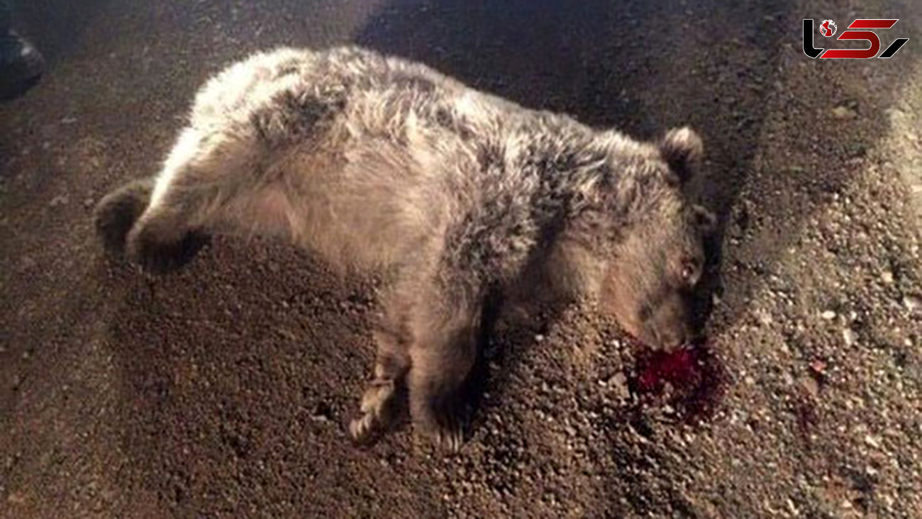 مرگ خرس قهوه‌ای وسط جاده شاهرود+عکس