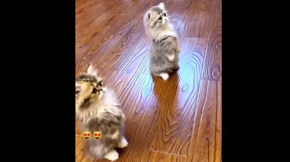 گربه های ایستاده روی پاها را ببینید / فیلم