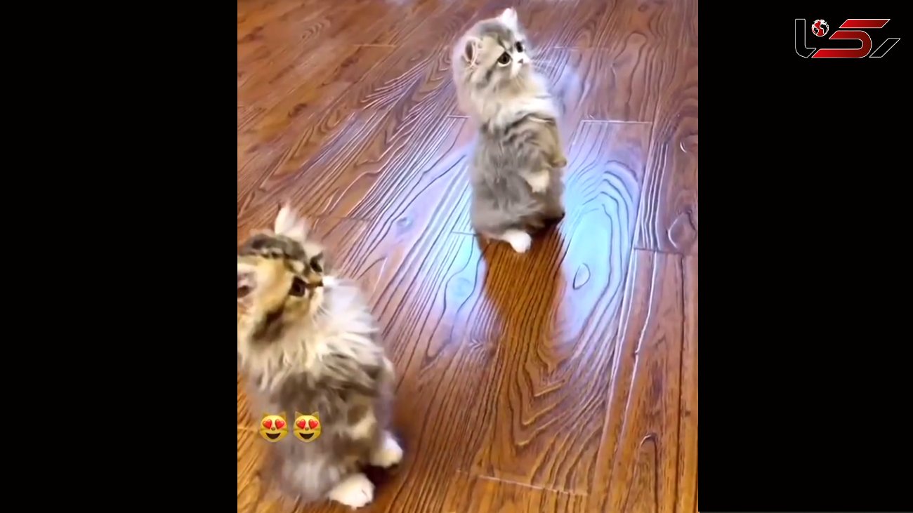 گربه های ایستاده روی پاها را ببینید / فیلم