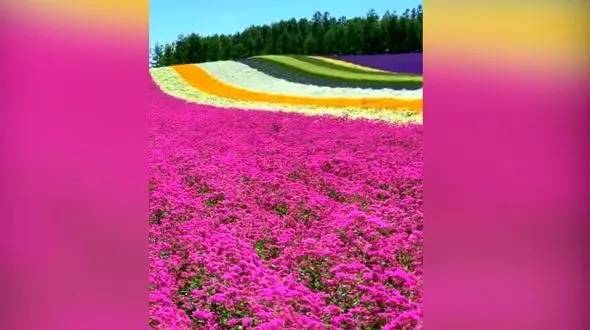 این مزرعه گل شما را غرق در رویا می کند + فیلم 