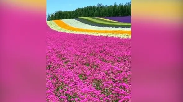 این مزرعه گل شما را غرق در رویا می کند + فیلم 