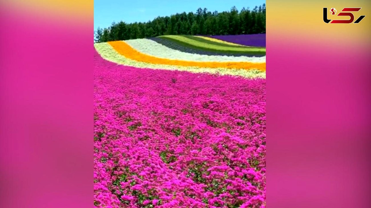 این مزرعه گل شما را غرق در رویا می کند + فیلم 