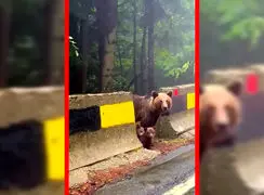 فیلم صحنه دیدنی خانواده خرس در کوه‌های کارپات