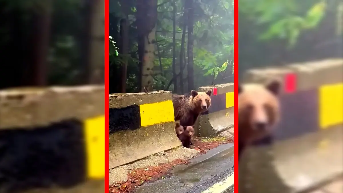 فیلم صحنه دیدنی خانواده خرس در کوه‌های کارپات