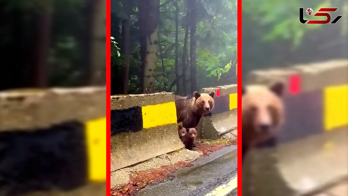 فیلم صحنه دیدنی خانواده خرس در کوه‌های کارپات