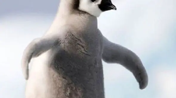 از جوجه پنگوئن و تلاش برای بیدار ماندن تا کمک و مهربانی به لاکپشت