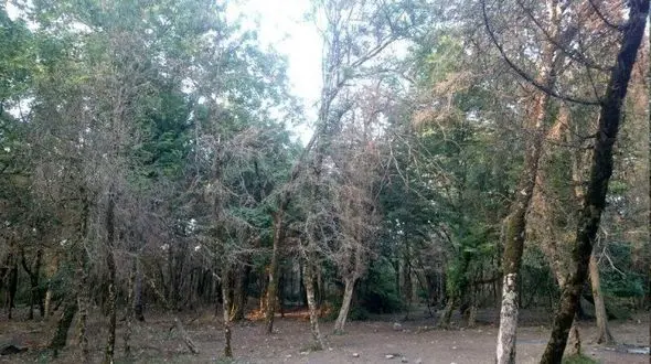 تلف شدن خفاش‌ها، شمشادهای خزر را نابود کرد