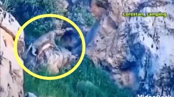 ثبت اولین تصویر از پلنگ ایرانی در حال شکار بز کوهی در لرستان