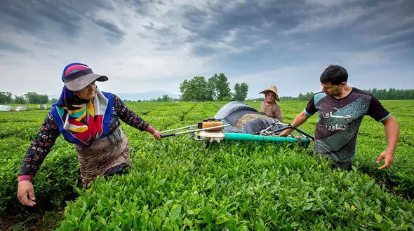60 درصد پول چایکاران پرداخت شد