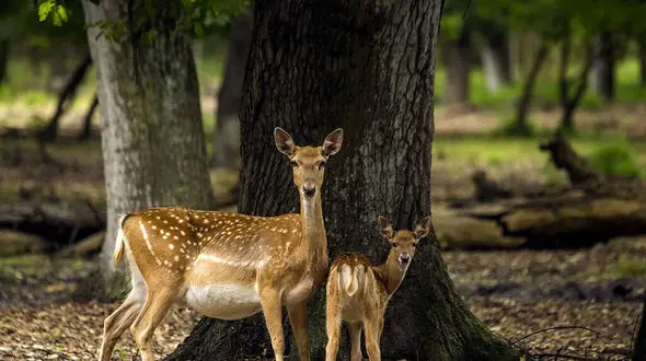270 راس گوزن زرد در ایران /  نسبت جنسی نامناسب این گونه؛ خطر انقراض را افزایش می دهد