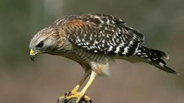 قاچاق پرندگان شکاری گیلان به کشورهای حاشیه خلیج فارس