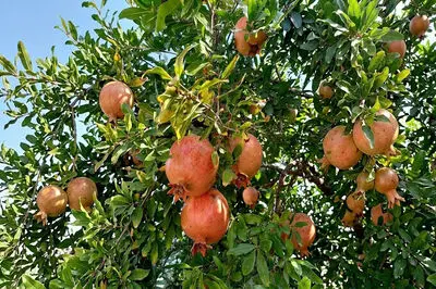 فال و طالع بینی امروز 24 مهر ماه