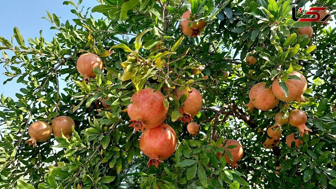 فال و طالع بینی امروز 24 مهر ماه