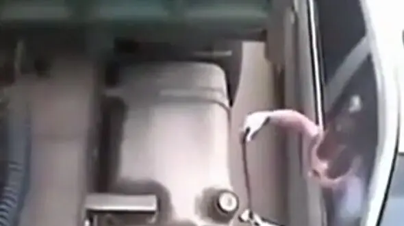 سرقت عجیب سوخت از یک کامیون + فیلم