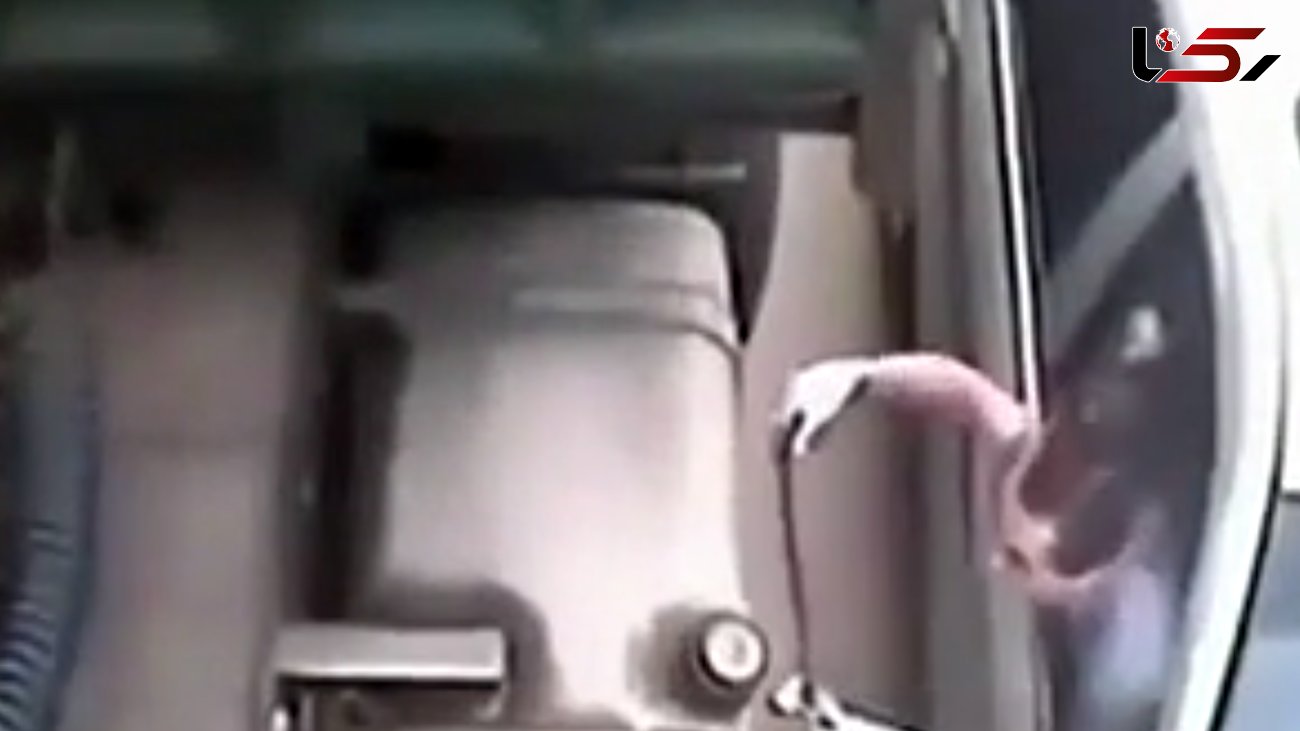 سرقت عجیب سوخت از یک کامیون + فیلم