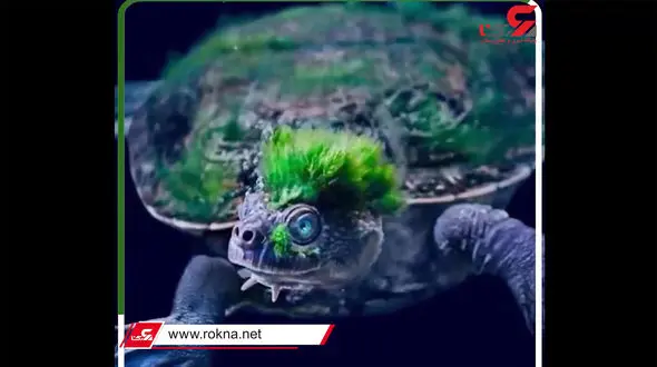 ببینید / عجیب‌ترین موجودات زنده روی زمین / از لاک‌پشت سبز تا خفاش ماهی لب قرمز + فیلم