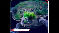 ببینید / عجیب‌ترین موجودات زنده روی زمین / از لاک‌پشت سبز تا خفاش ماهی لب قرمز + فیلم