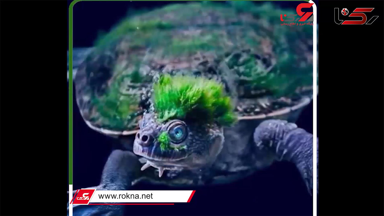 ببینید / عجیب‌ترین موجودات زنده روی زمین / از لاک‌پشت سبز تا خفاش ماهی لب قرمز + فیلم