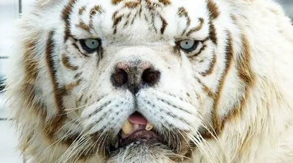 این حیوانات عجیب و غریب به سندروم داون مبتلا هستند ! + عکس و جزئیات