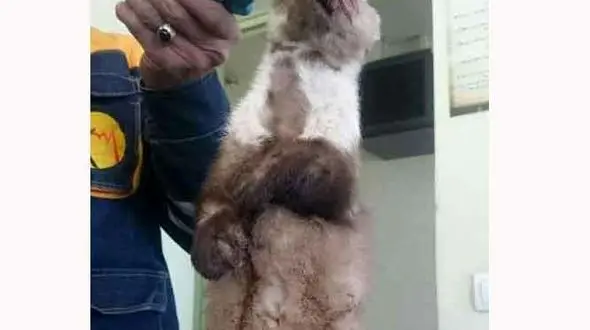 بلایی که یک سمور بر سر اهالی  خلخال آورد+عکس