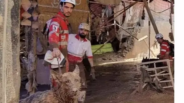 اعزام سگ زنده یاب برای جستجوی مفقودین سیل تهران