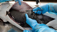 استخراج خاویار از شکم "فیل ماهی" ۹۰ کیلویی در لرستان 