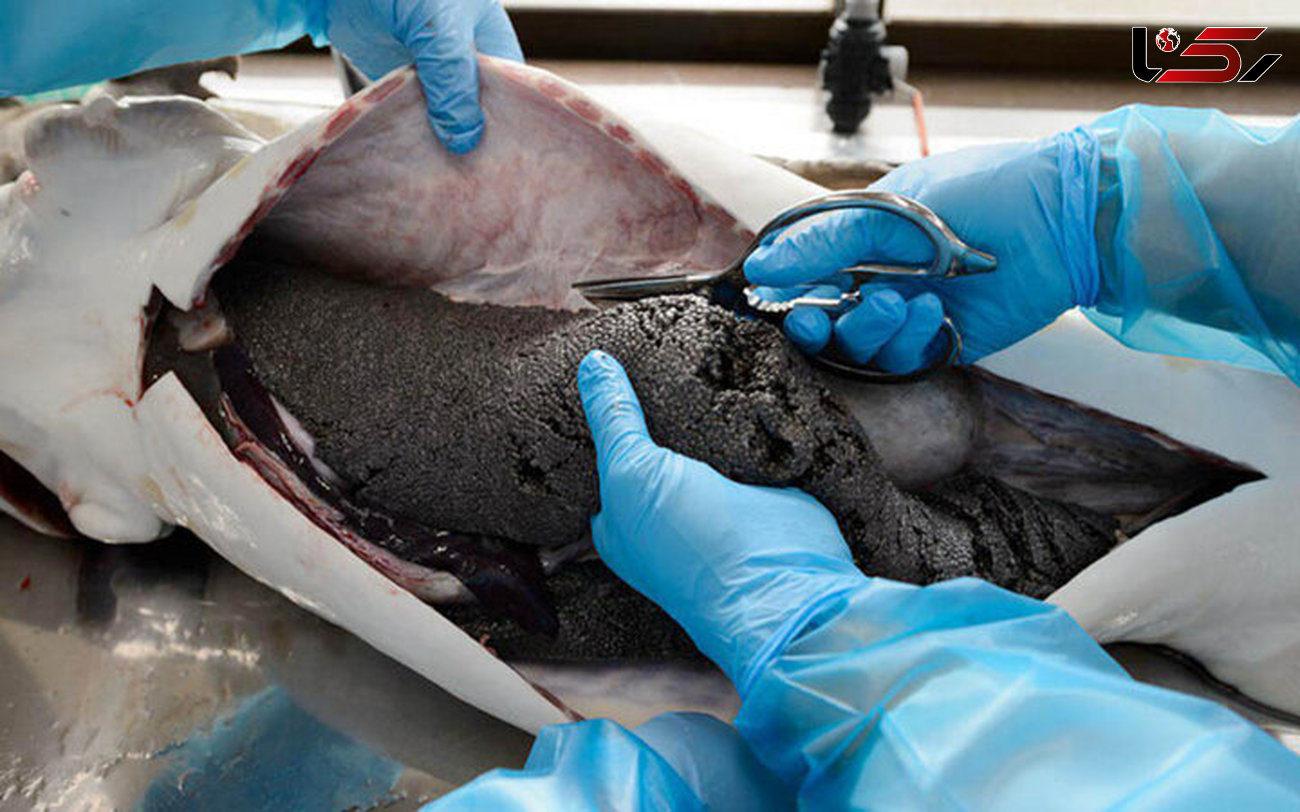 استخراج خاویار از شکم "فیل ماهی" ۹۰ کیلویی در لرستان 