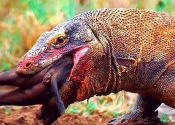 فیلم  مستند حیات وحش حیوانات/  نبرد نفس گیر گراز و اژدهای کومودو