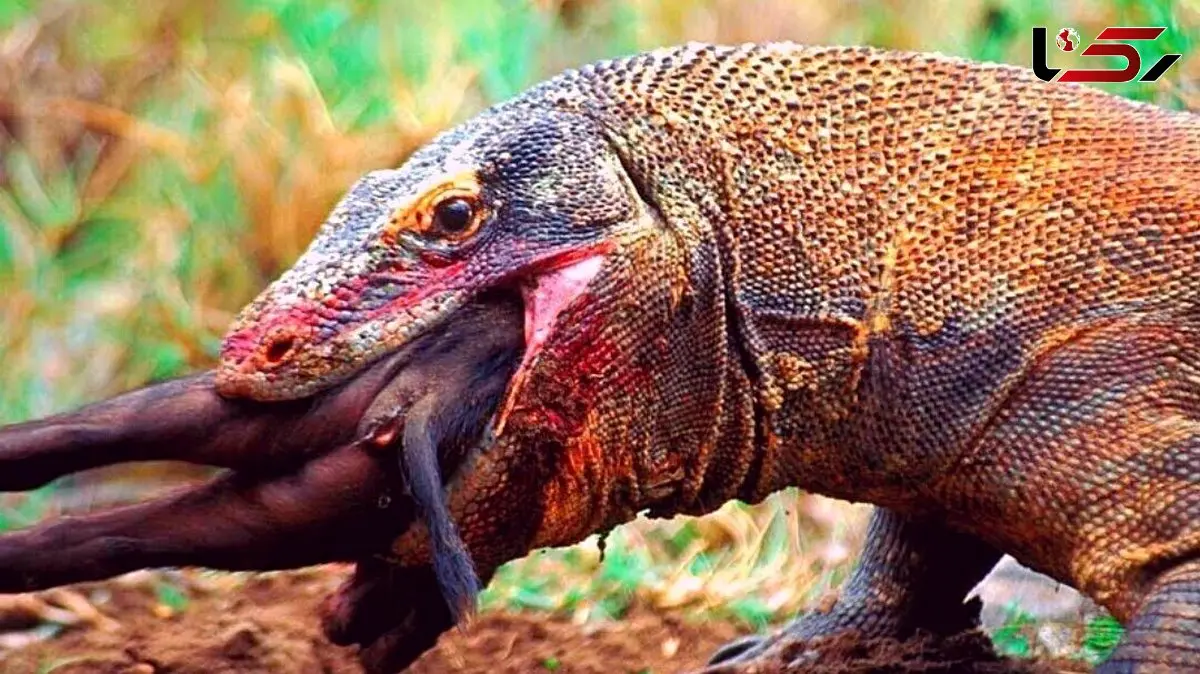 فیلم  مستند حیات وحش حیوانات/  نبرد نفس گیر گراز و اژدهای کومودو