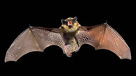 ژن‌های عجیب خفاش در مقابله با انواع بیماری ها