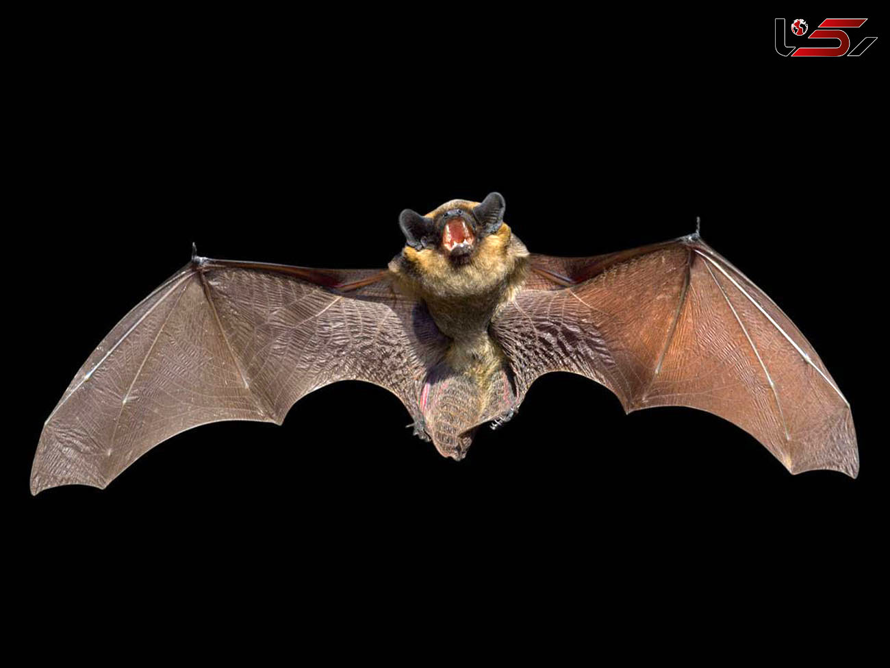 ژن‌های عجیب خفاش در مقابله با انواع بیماری ها